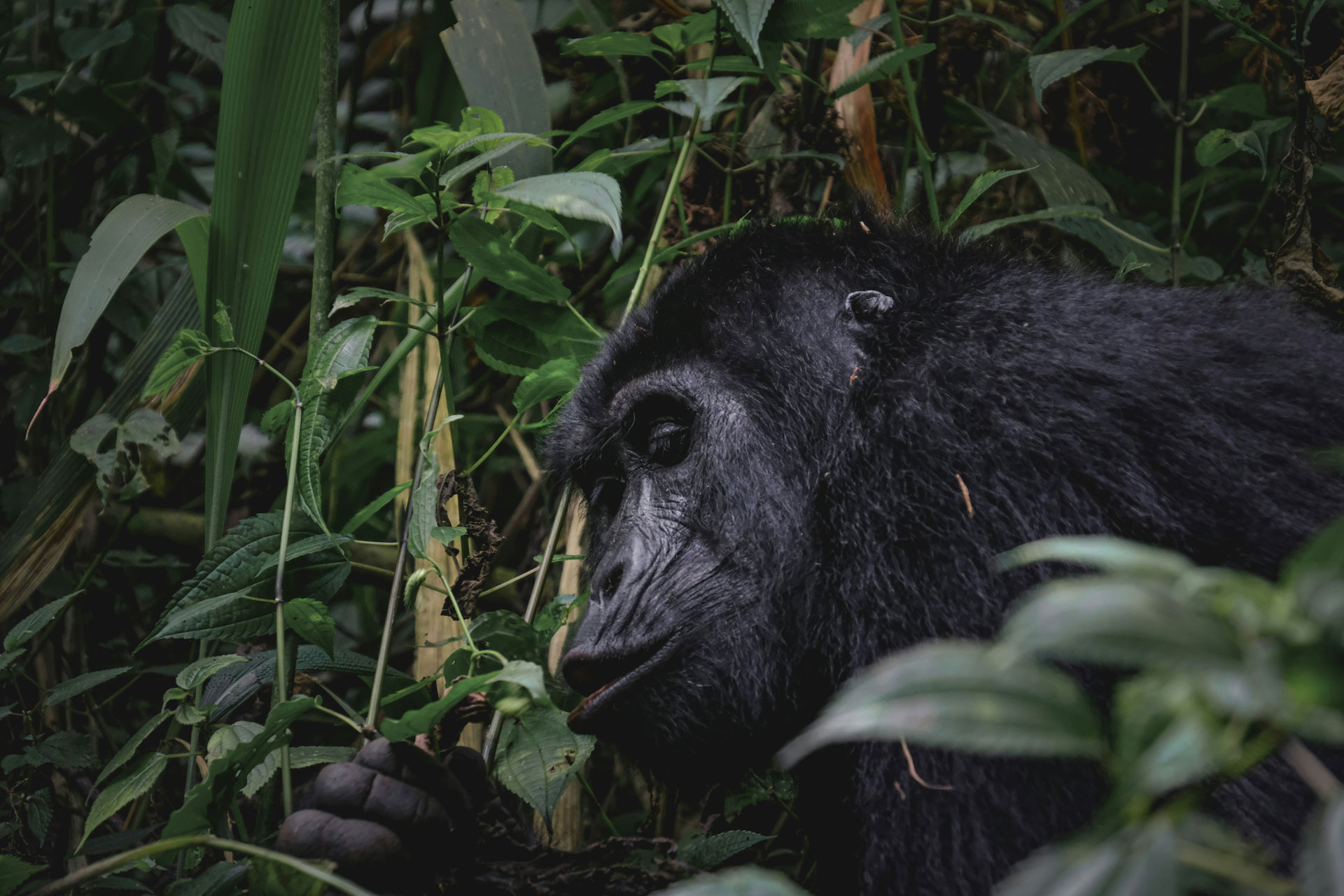 Uganda. Gorilla Safaris